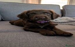 Cocker Spaniel dogs for sale: Cocker spaniel female - Image 4