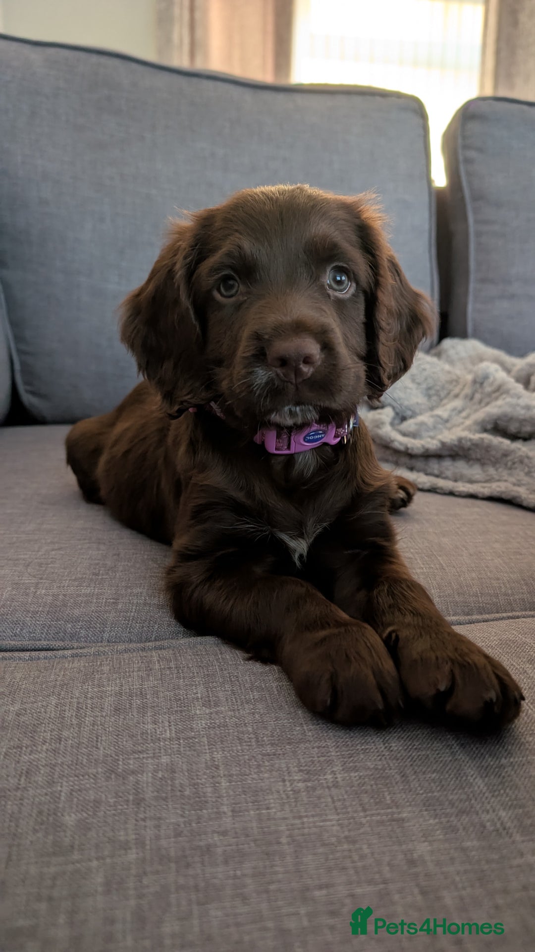 Cocker Spaniel dogs for sale: Cocker spaniel female - Image 4