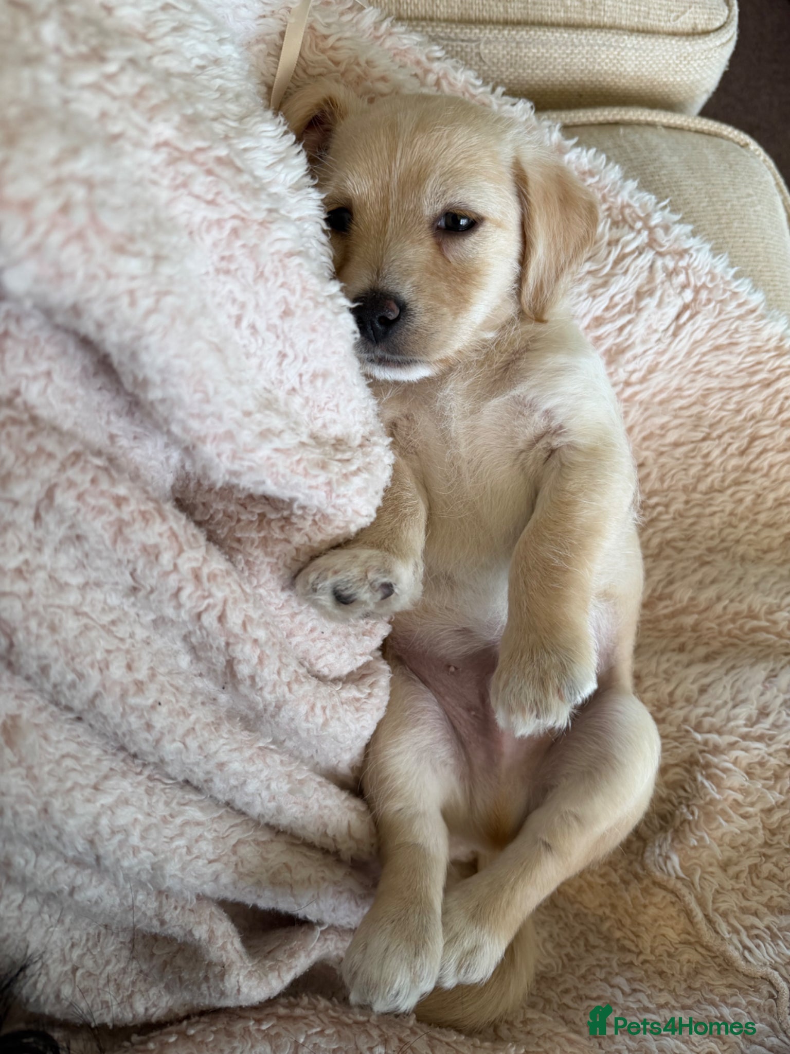 Jack Russell dogs Stunning Cream Puppy - Advert 2