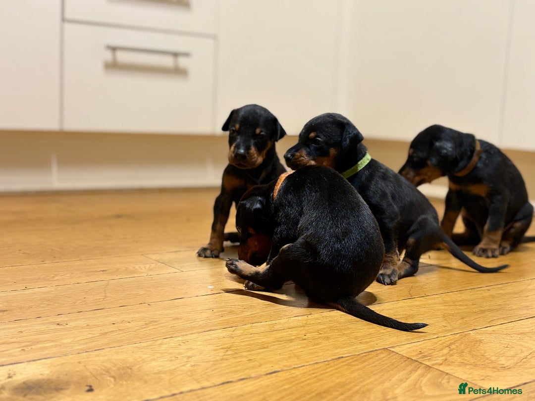 Dobermann dogs for sale: KC Registered Champion-lines Dobermans - Image 12