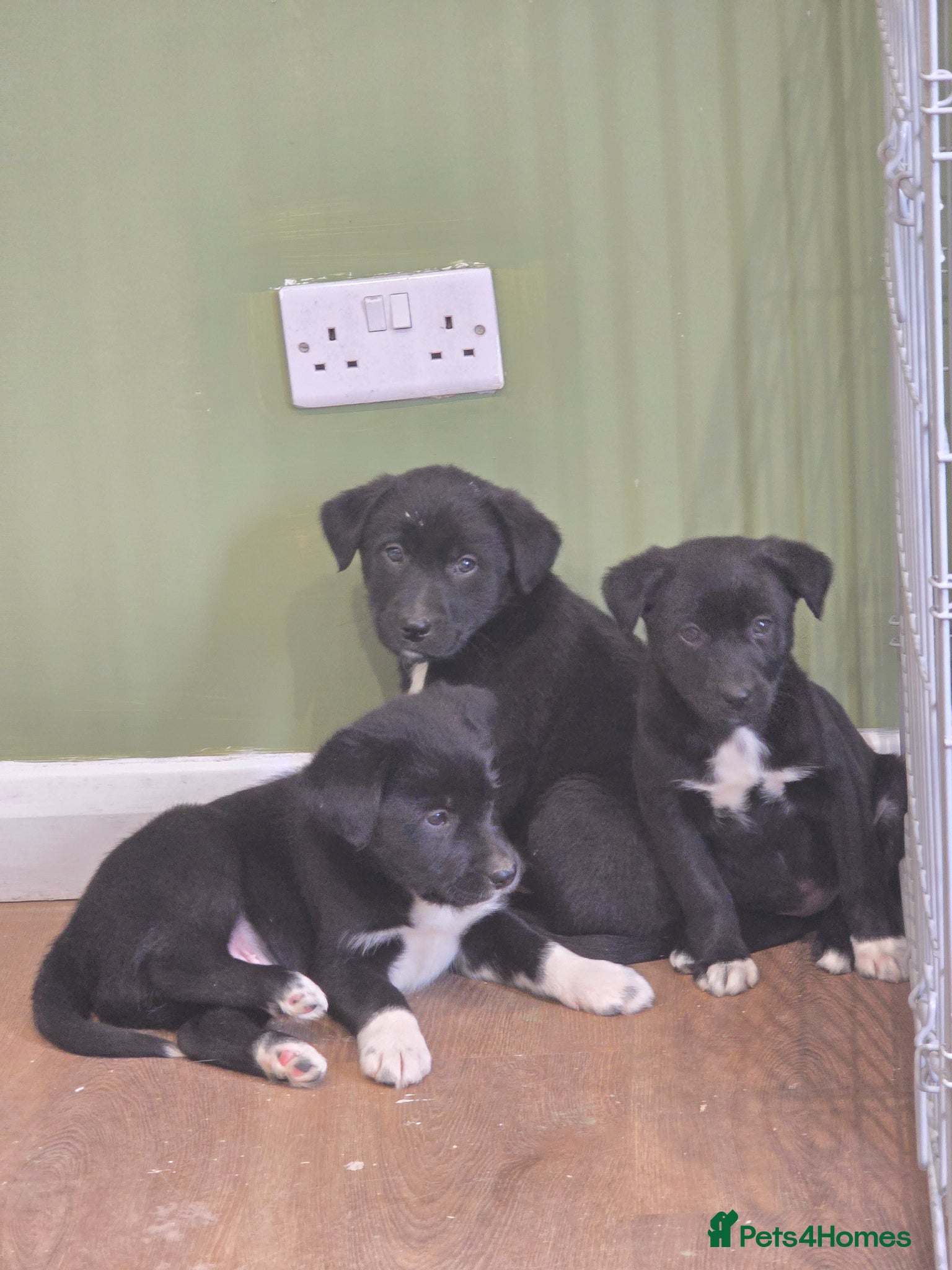 Borador dogs Borador pups - Advert 1