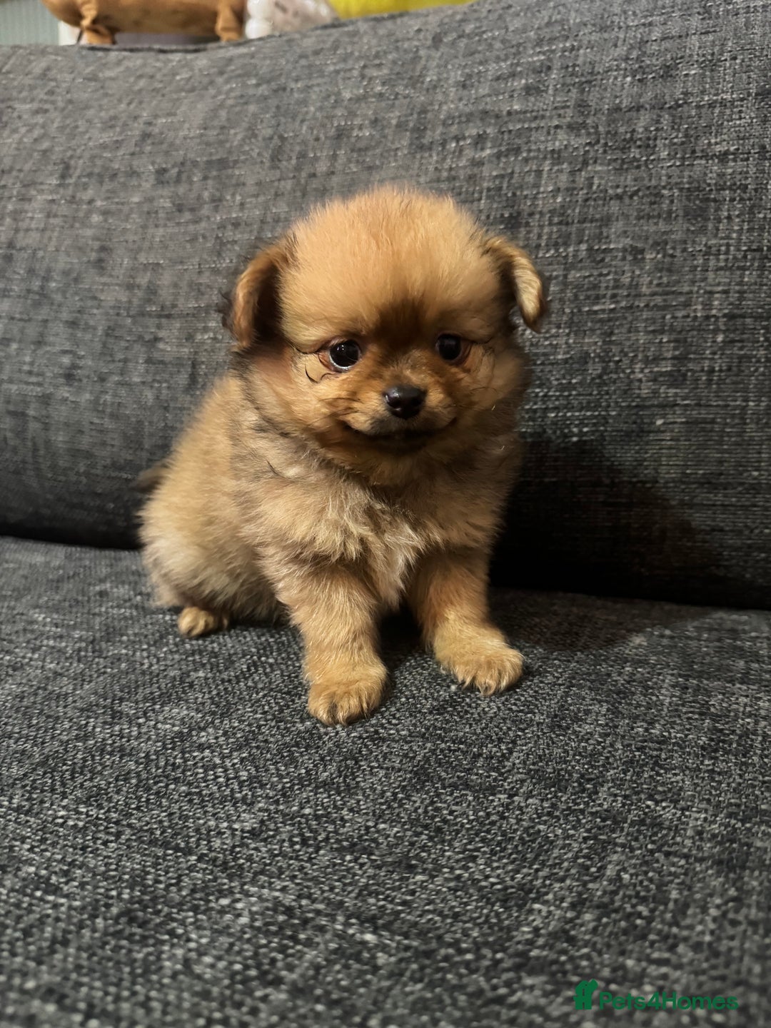 Pomchi dogs for sale: Pomeranian puppy’s  - Advert 9