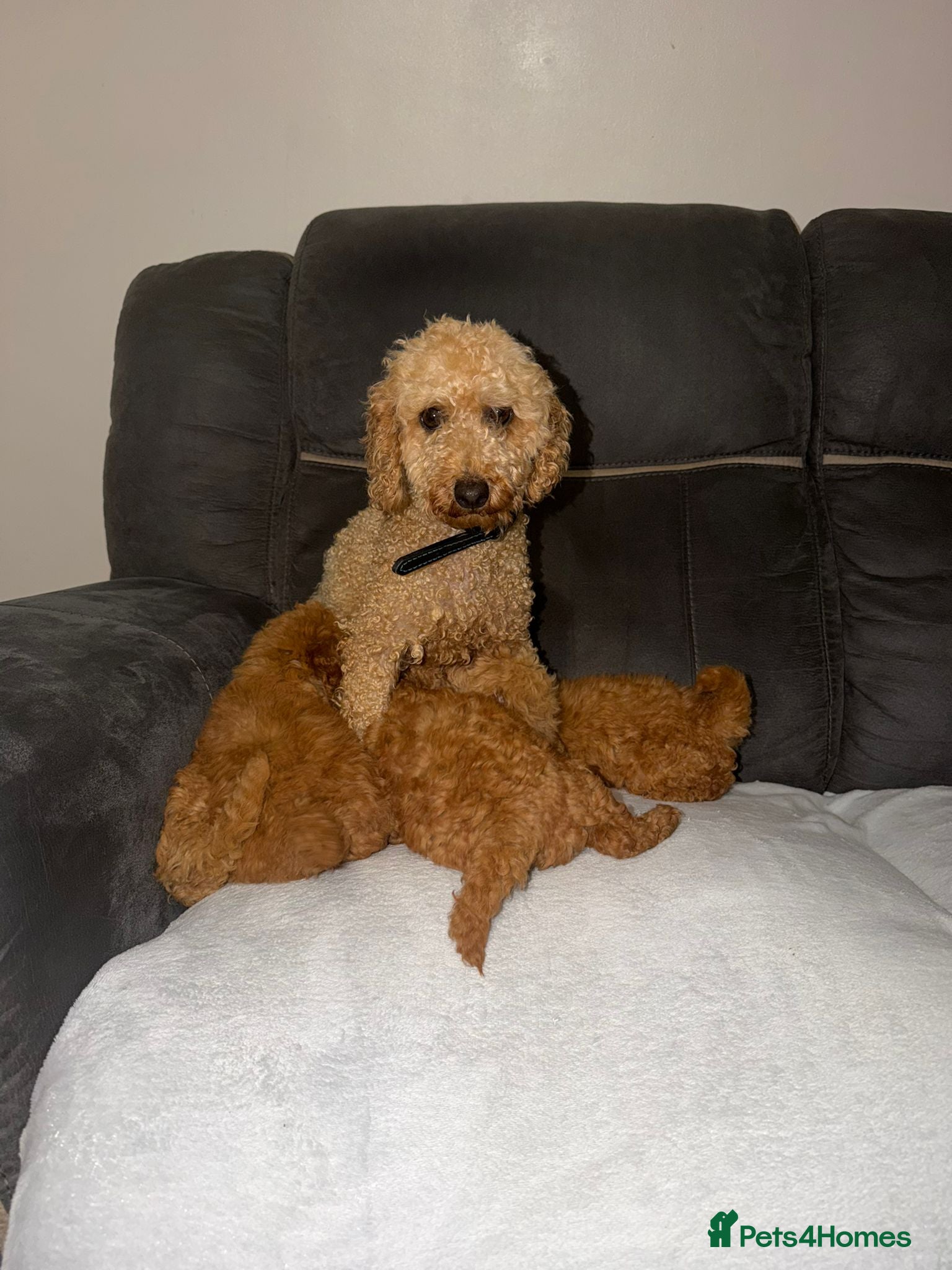 Toy Poodle dogs Toy poodle - Advert 1