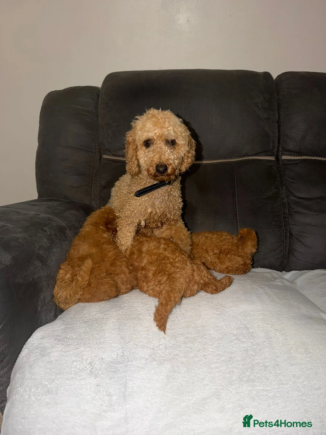 Toy Poodle dogs for sale: Toy poodle - Advert 1
