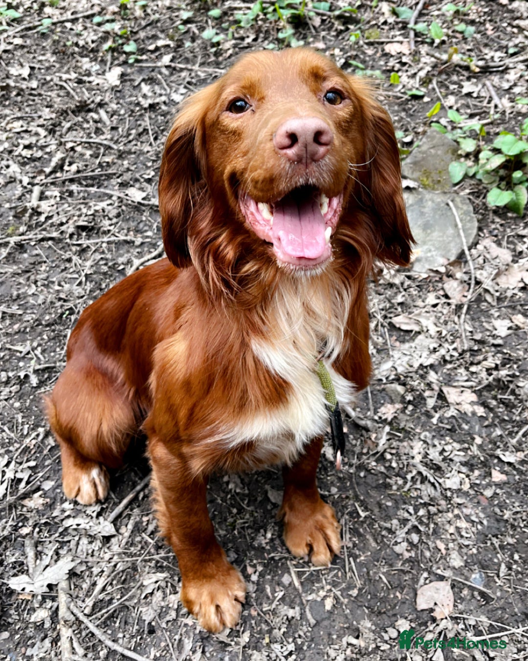 Cocker Spaniel dogs for sale: KC Reg Fox Red Working Cocker Spaniel Male  - Image 13
