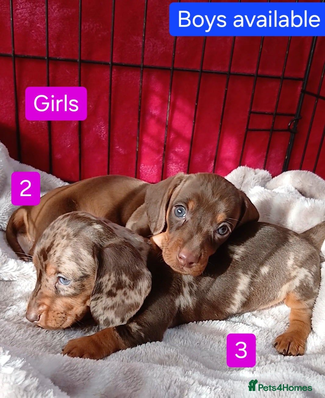 Miniature Dachshund dogs 😍 STUNNING DAPPLE AND CHOC/TANS 😍 - Advert 13