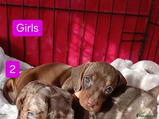 Miniature Dachshund dogs 😍 STUNNING DAPPLE AND CHOC/TANS 😍 - Advert 13