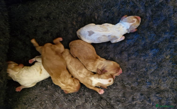 Cavapoo dogs - Advert 2