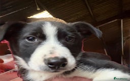 Border Collie dogs for sale: Collie farm pups for sale - Advert 8