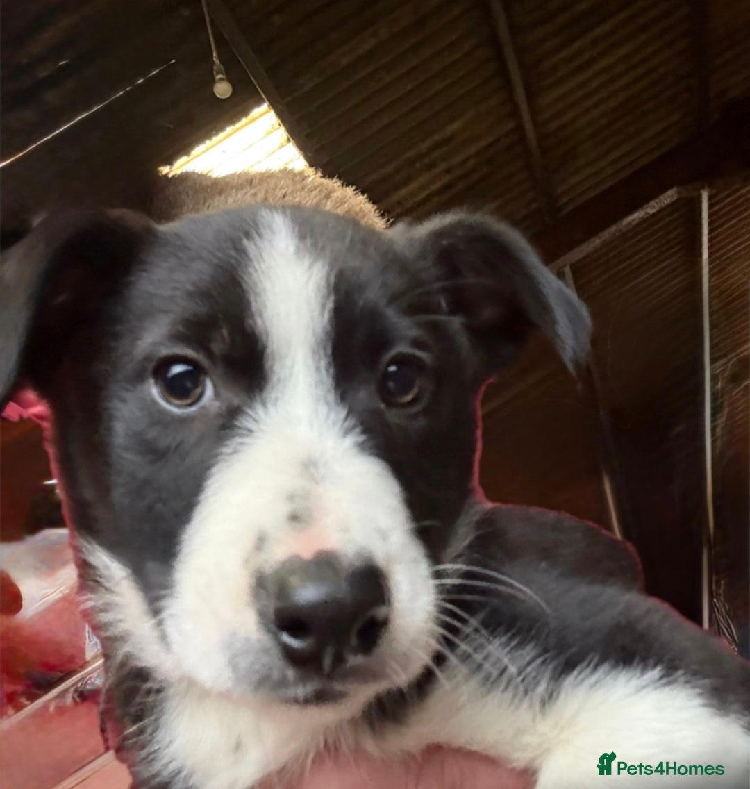 Border Collie dogs for sale: Collie farm pups for sale - Advert 8