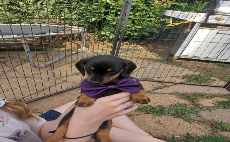 Miniature Dachshund dogs - Advert 9