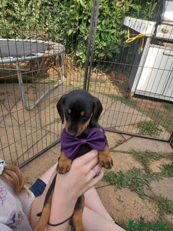 Miniature Dachshund dogs - Advert 2