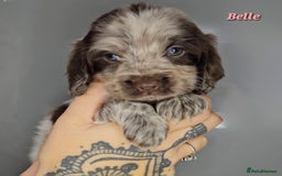 Cocker Spaniel dogs for sale: Exceptional Pedigree Show Type English Cockers  - Image 39