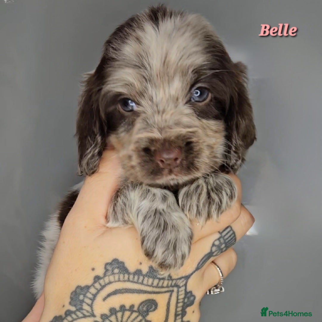 Cocker Spaniel dogs for sale: Exceptional Pedigree Show Type English Cockers  - Image 39