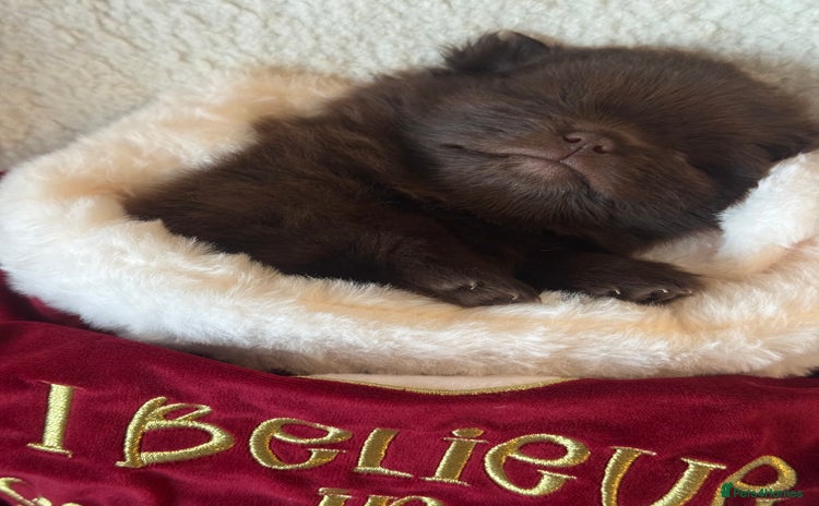 Pomeranian dogs *READY 24th Dec! x2 small boy poms for sale - Advert 1