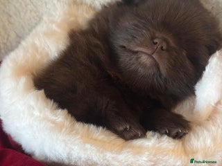 Pomeranian dogs *READY 24th Dec! x2 small boy poms for sale - Advert 4