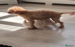 Maltipoo dogs for sale: Adorable Micro Maltipoo f1s  - Image 13