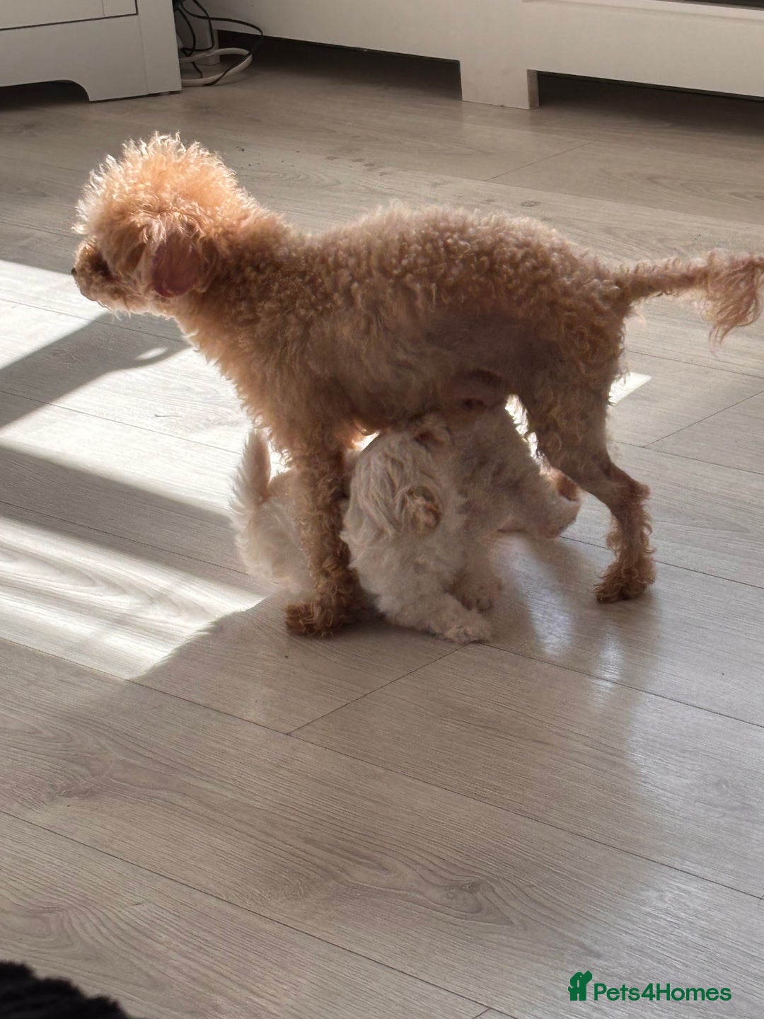 Maltipoo dogs for sale: Adorable Micro Maltipoo f1s  - Image 13