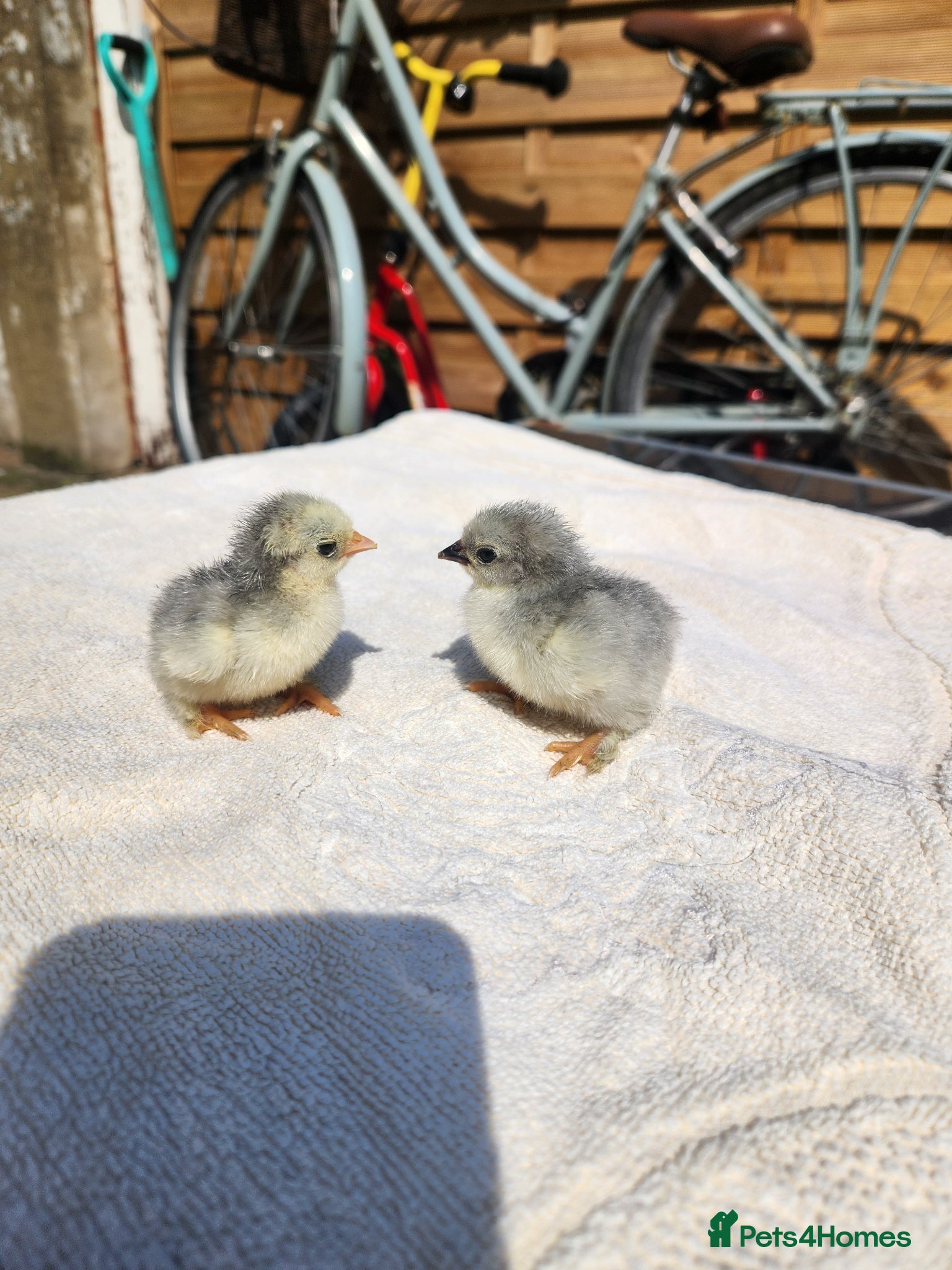 Chickens poultry for sale: Lavender Pekin chicks for sale - Advert 1