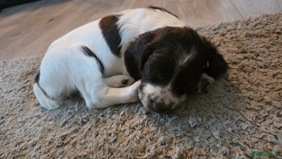 English Springer Spaniel dogs for sale: English Springer Spaniel Puppies - Image 7