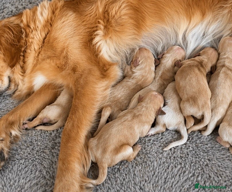 Golden Retriever dogs Pedigree, correct and health tested Golden puppies - Advert 9