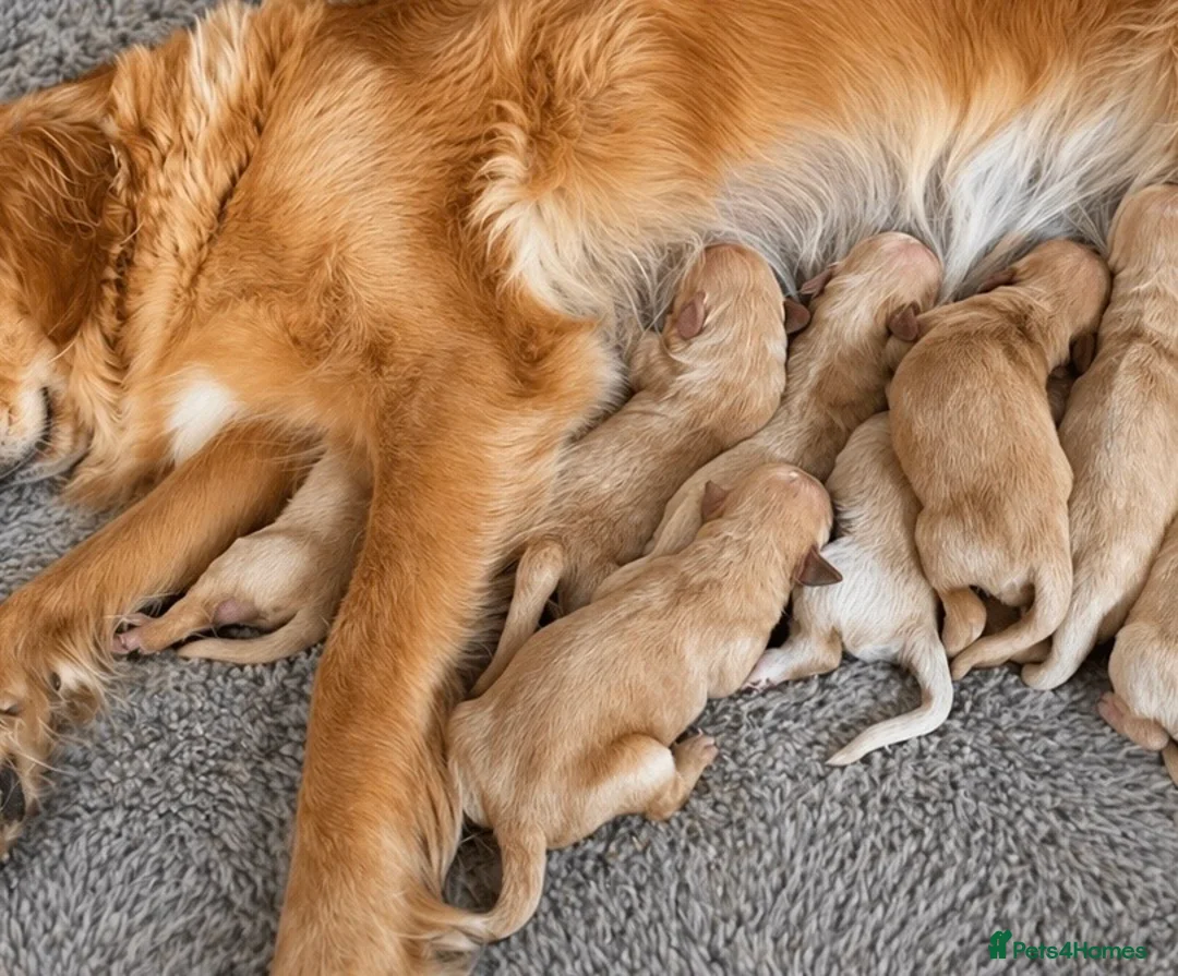 Golden Retriever dogs for sale: Pedigree, correct and health tested Golden puppies - Advert 1