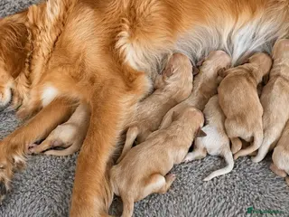 Golden Retriever dogs KC registered, health tested Golden puppies - Advert 3