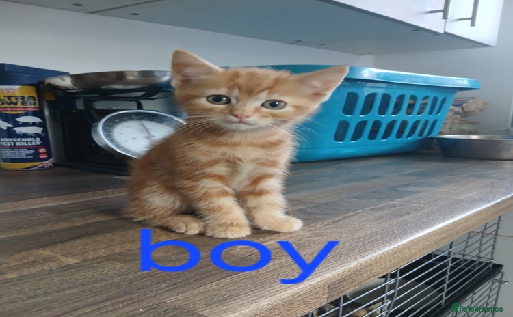 Mixed Breed cats - Advert 1