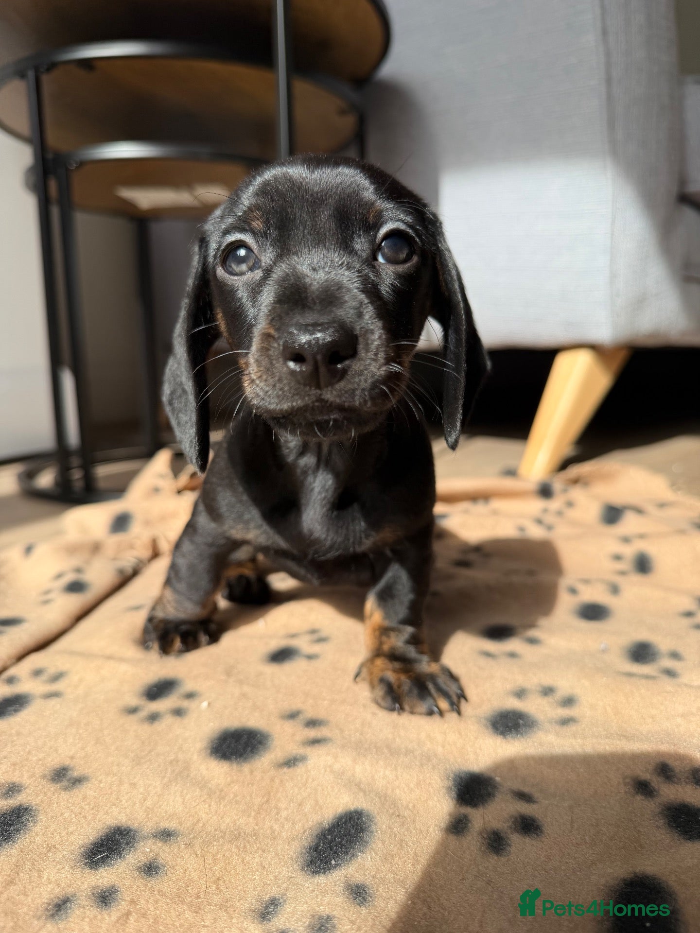 Miniature Dachshund dogs Stunning true mini KC Dachshund puppies - Advert 12
