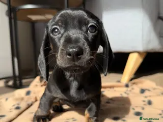 Miniature Dachshund dogs Stunning true mini KC Dachshund puppies - Advert 12