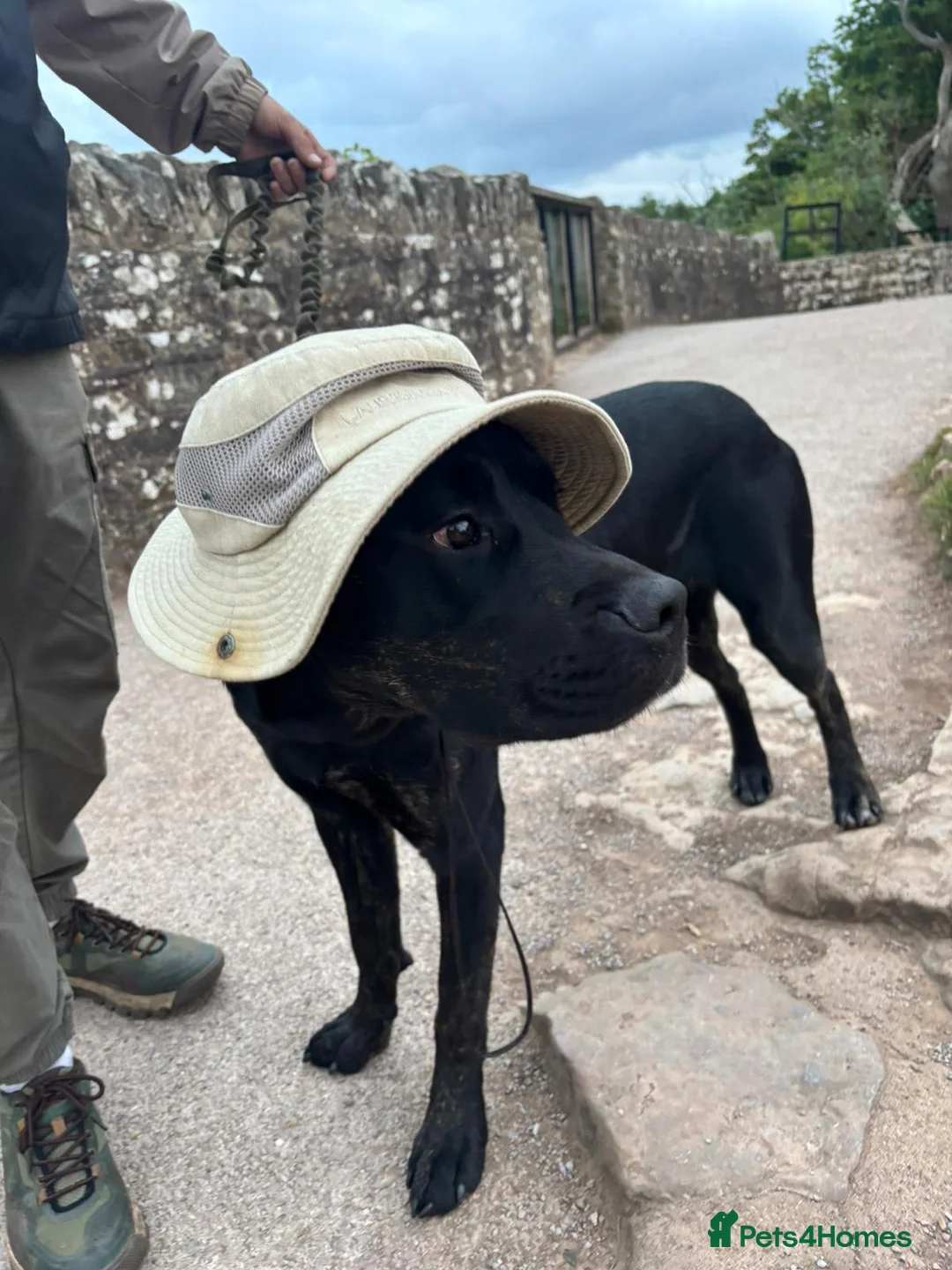 Mixed Breed dogs for sale: Nigel rotticorso.  - Advert 9