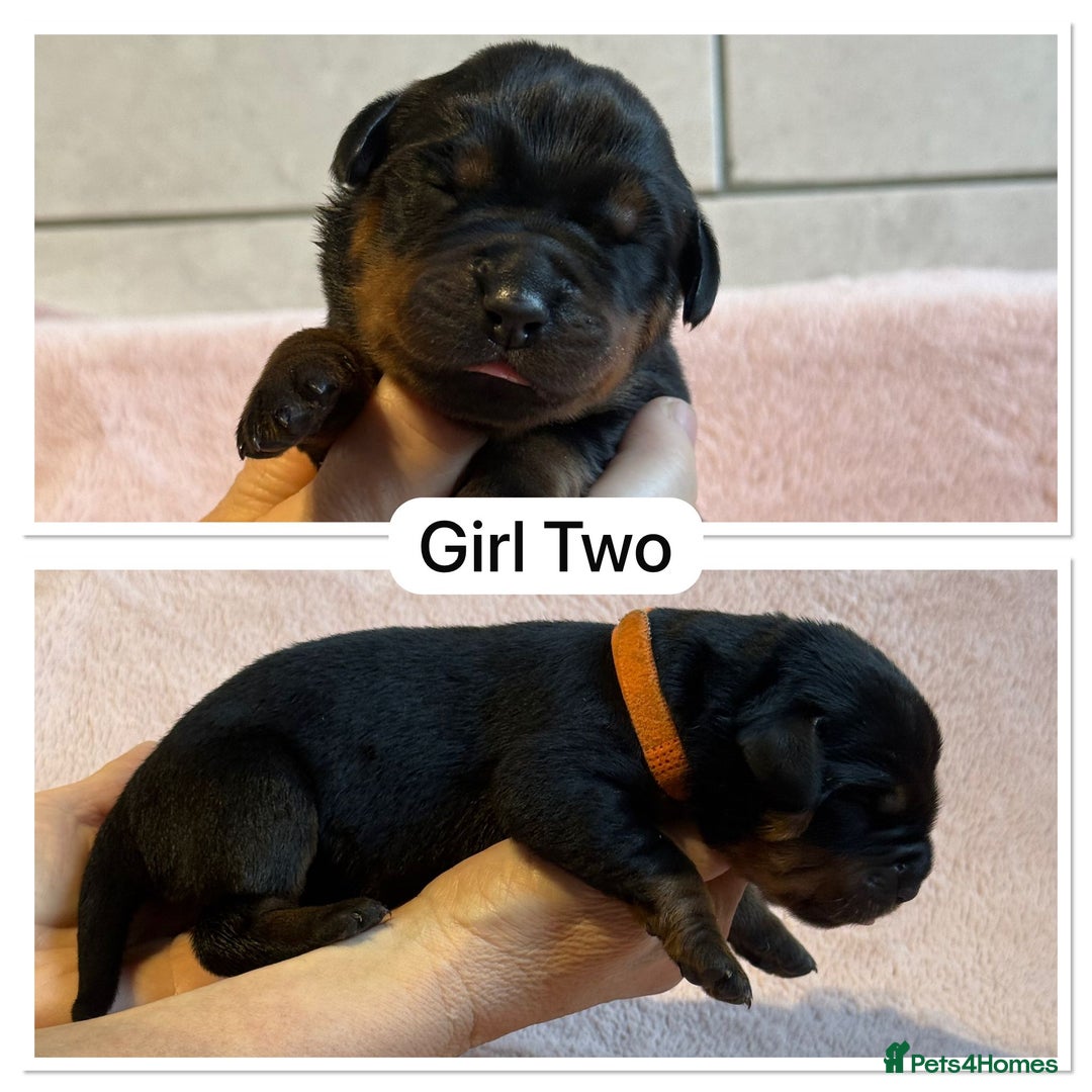 Rottweiler dogs for sale: Kc, dna, hips, elbows, eye tested parents  - Advert 6
