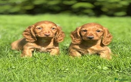 Dachshund dogs for sale: Beautiful miniature long hair dachshund - Image 8