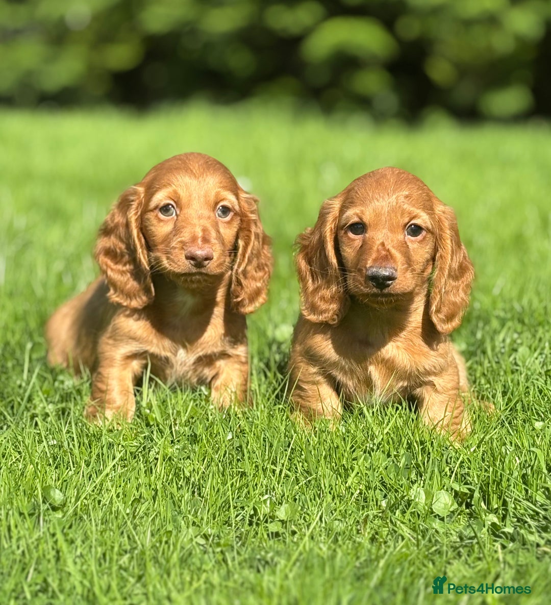 Dachshund dogs for sale: Beautiful miniature long hair dachshund - Image 8