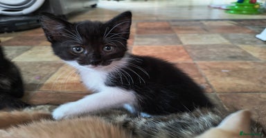 Mixed Breed cats - Advert 7