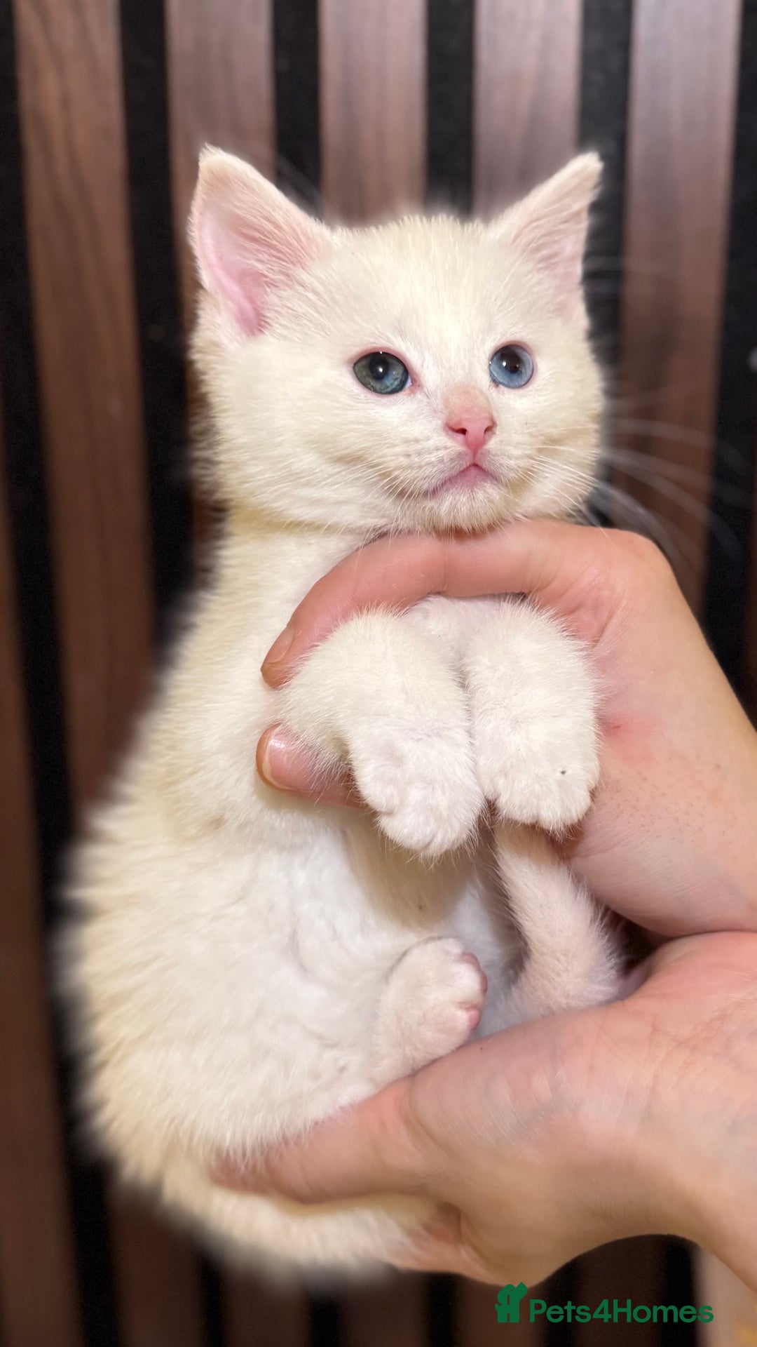 British Shorthair cats for sale: ⭐ LAST ONE The Snow Angel Litter ❄️ Whiskers ⭐ - Advert 31