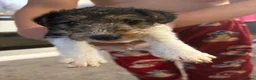 Fox Terrier dogs for sale: Wire haired fox terrier - Advert 12