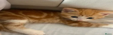 Mixed Breed Kitten 2