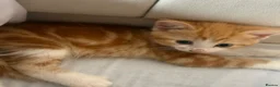 Mixed Breed cats for sale: Beautiful Kittens  - Advert 3