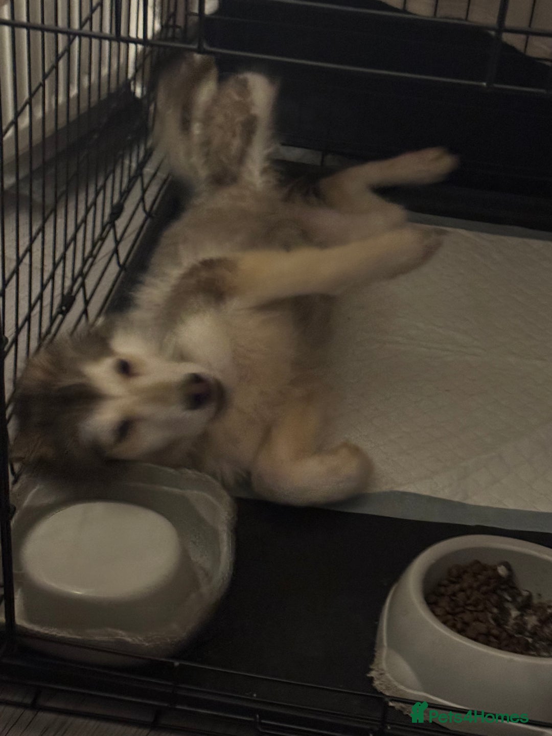 Mixed Breed dogs for sale: Alaskan malamute x German shepherd  - Advert 4