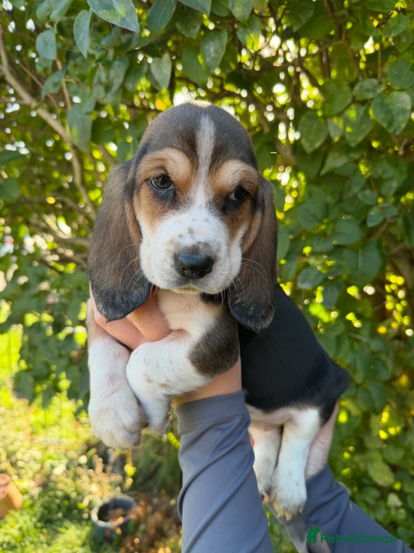 Basset Hound dogs LAST REMAINING FEMALE 💖 - Advert 8