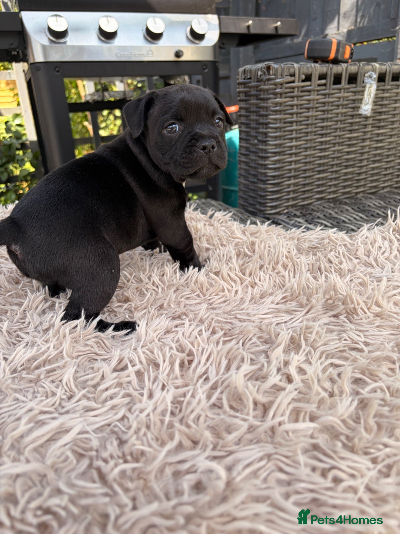 Staffordshire Bull Terrier dogs Champion Staffordshire bullterrier puppies - Advert 2