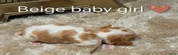 Cavalier King Charles Spaniel dogs for sale: DNA TESTED CAVALIER KING CHARLES  - Advert 25