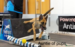 Belgian Shepherd Dog dogs for sale: Top working line puppies  - Image 13