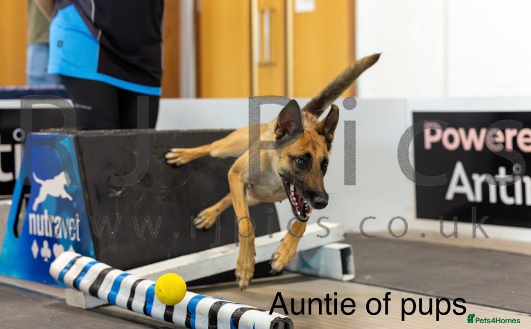 Belgian Shepherd Dog dogs for sale: Top working line puppies  - Image 13
