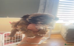 Shih Tzu dogs for sale: Cream and chocolate imperial shih tzu pups - Image 25