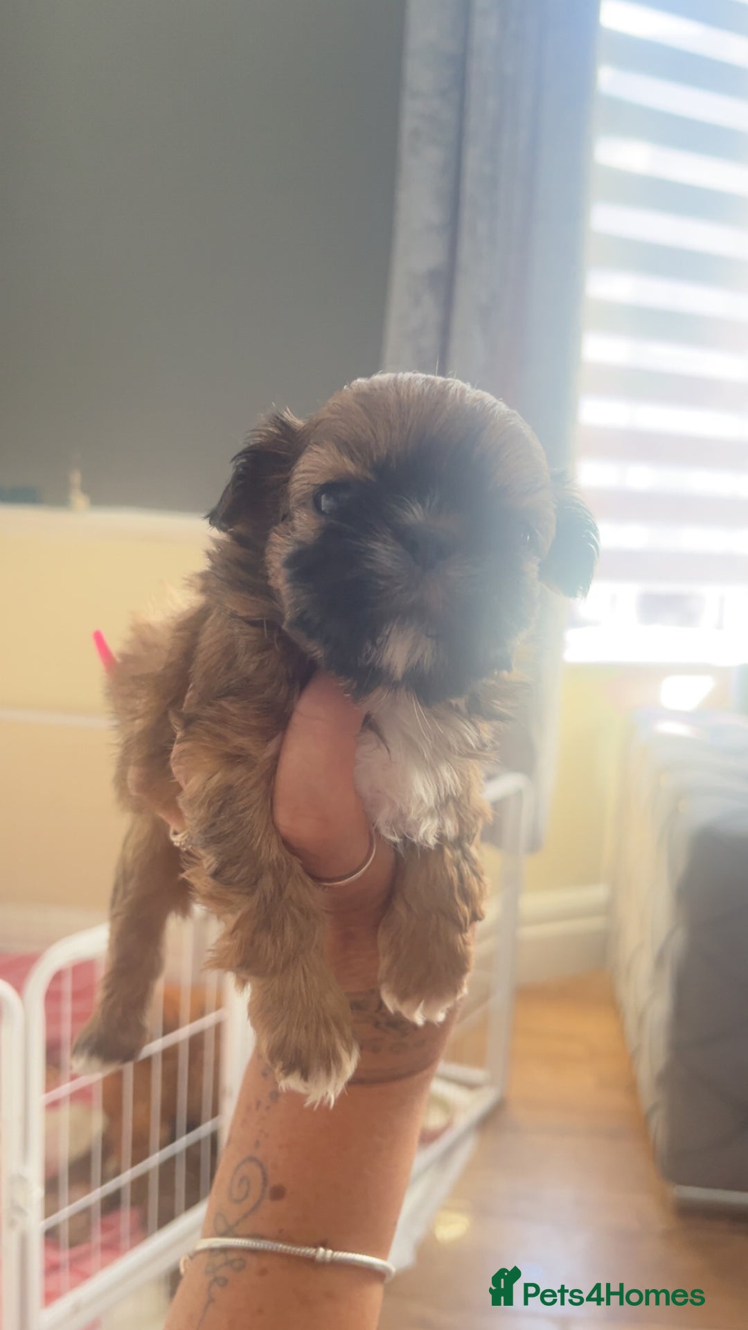 Shih Tzu dogs for sale: Cream and chocolate imperial shih tzu pups - Image 25