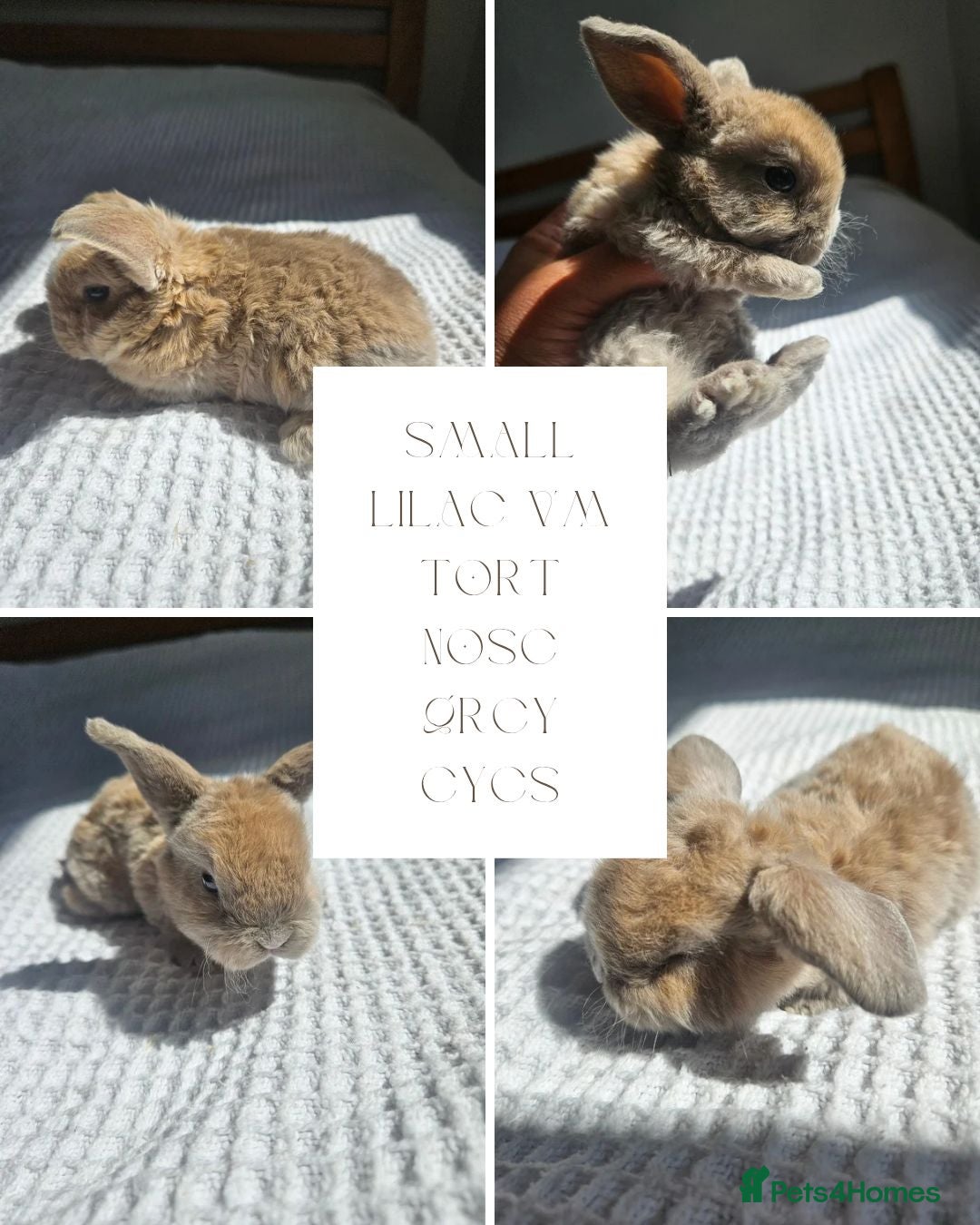 Mini Lop rabbits Mini Plush Lop Fairy Litter  - Suffolk - Advert 2