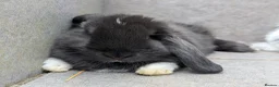 Mini Lop rabbits for sale: Super friendly mini lop kits - Advert 7