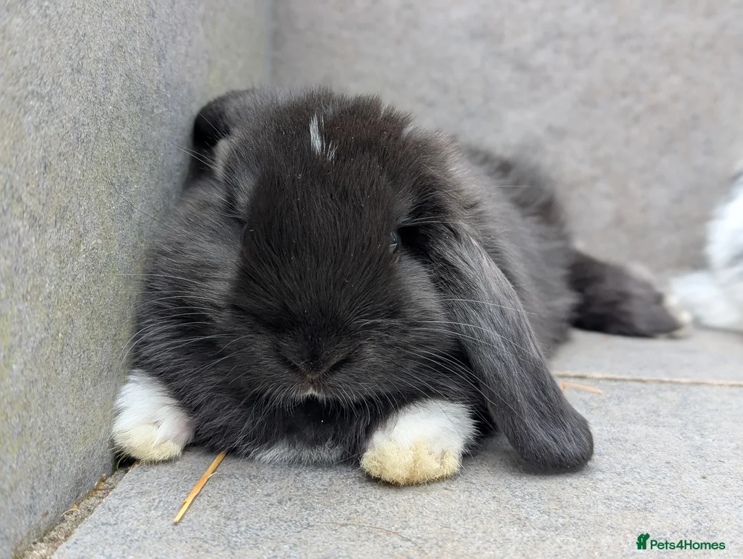 Mini Lop rabbits for sale: Super friendly mini lop kits - Advert 7